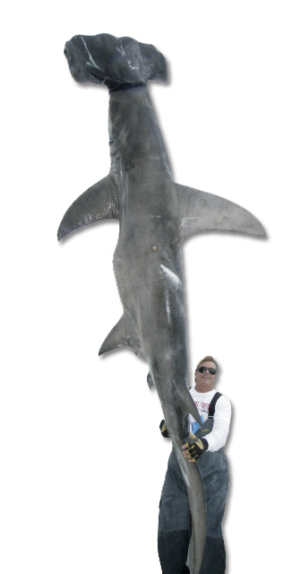 mark the shark
