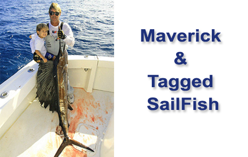 Maverick & Tagged Sailfish
