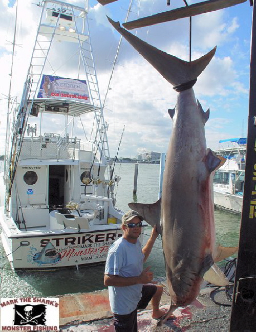 instal the new for apple Hunting Shark 2023: Hungry Sea Monster instal the new for apple Hunting Shark 2023: Hungry Sea Monster
