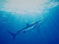 blue-shark22.jpg