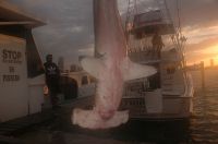 Filename=ADVENTURE_MAGAZINE_PHOTO.jpg
Filesize=14KiB
Dimensions=400x265
Date added=Dec 25, 2008 ADVENTURE_MAGAZINE_PHOTO.jpg