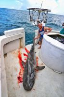 Filename=MIAMI_TIGER-01.jpeg
Filesize=181KiB
Dimensions=1000x1500
Date added=Jun 12, 2021 MIAMI_TIGER-01.jpeg