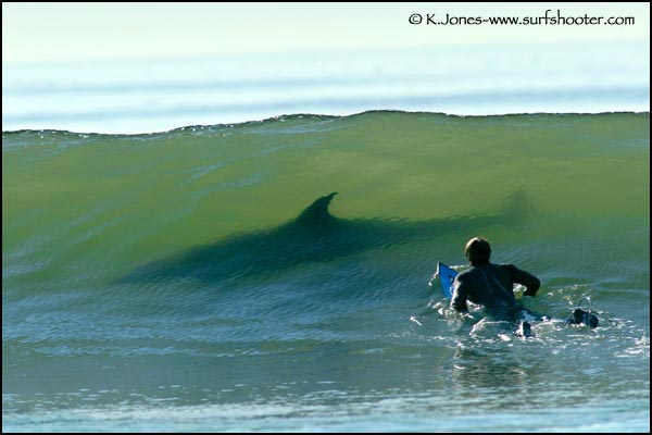 Mark%20the%20Shark%20SURFING%20MAUI.jpg