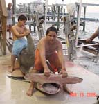 GREAT HAMMERHEAD  844 lbs 14 feet 8 inches