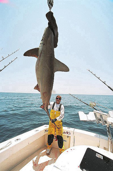 MARK THE SGARK WITH ANOTHER MONSTER HAMMERHEAD