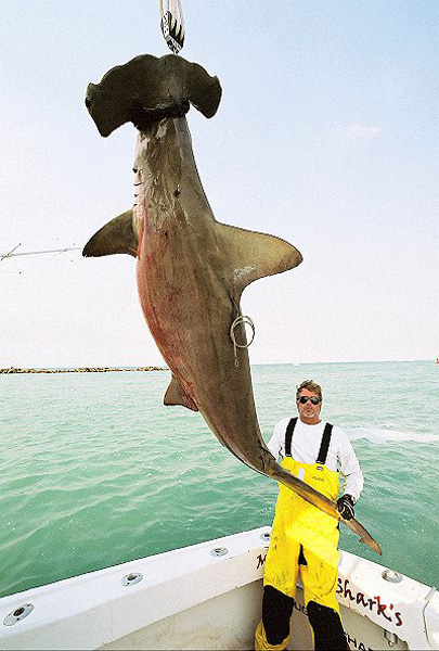 MARK THE SHARK AND POSSIBLE RECORD HAMMERHEAD SHARK