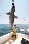 MARK THE SGARK WITH ANOTHER MONSTER HAMMERHEAD