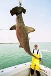 MARK THE SHARK AND POSSIBLE RECORD HAMMERHEAD SHARK