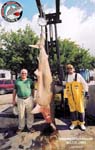 WORLD RECORD SCALLOPPED HAMMERHEAD