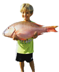 Snapper