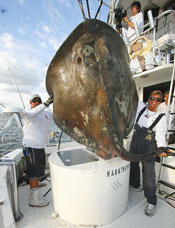 Monster Stingray