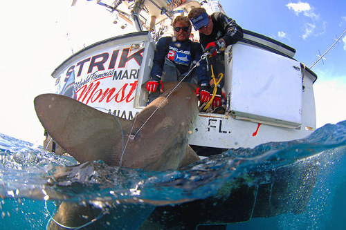 Pelagic Hammerhead