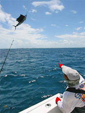 Leaping  Sailfish