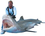 Tiger Shark