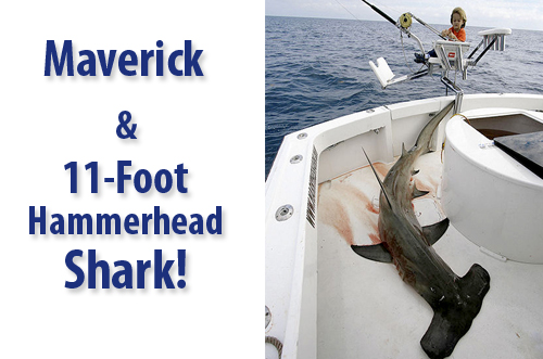 Maverick & 11-Foot Hammerhead Shark