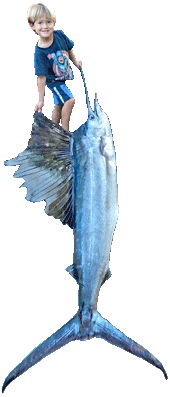 SailFish